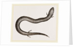 Three-toed Amphiuma by Anonymous