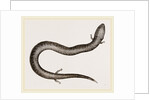 Three-toed Amphiuma by Anonymous