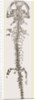 Great Fossil Salamander by Anonymous