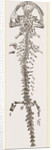 Great Fossil Salamander by Anonymous