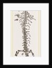 Great Fossil Salamander by Anonymous