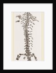 Great Fossil Salamander by Anonymous