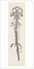 Great Fossil Salamander by Anonymous