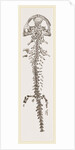 Great Fossil Salamander by Anonymous