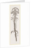 Great Fossil Salamander by Anonymous