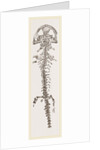 Great Fossil Salamander by Anonymous