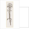 Great Fossil Salamander by Anonymous