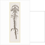Great Fossil Salamander by Anonymous