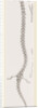 Skeleton of Proteus by Anonymous