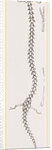Skeleton of Proteus by Anonymous