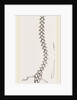 Skeleton of Proteus by Anonymous