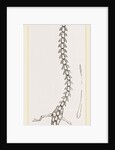Skeleton of Proteus by Anonymous