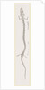Skeleton of Proteus by Anonymous
