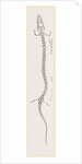 Skeleton of Proteus by Anonymous
