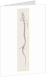 Skeleton of Proteus by Anonymous