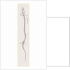Skeleton of Proteus by Anonymous