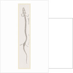 Skeleton of Proteus by Anonymous