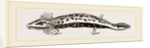 Necturus by Anonymous