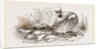 Group of Fishes by Anonymous