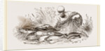 Group of Fishes by Anonymous