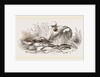 Group of Fishes by Anonymous