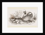 Group of Fishes by Anonymous
