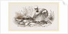 Group of Fishes by Anonymous