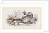 Group of Fishes by Anonymous