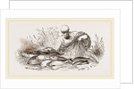 Group of Fishes by Anonymous