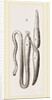 Simming-bladders of Dace and Conger-Eel by Anonymous