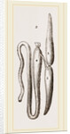 Simming-bladders of Dace and Conger-Eel by Anonymous