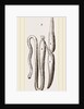 Simming-bladders of Dace and Conger-Eel by Anonymous