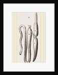 Simming-bladders of Dace and Conger-Eel by Anonymous