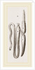 Simming-bladders of Dace and Conger-Eel by Anonymous