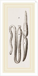 Simming-bladders of Dace and Conger-Eel by Anonymous
