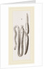 Simming-bladders of Dace and Conger-Eel by Anonymous