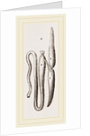 Simming-bladders of Dace and Conger-Eel by Anonymous