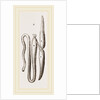 Simming-bladders of Dace and Conger-Eel by Anonymous
