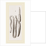 Simming-bladders of Dace and Conger-Eel by Anonymous