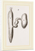 Simming-bladders of Dace and Conger-Eel by Anonymous