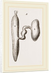 Simming-bladders of Dace and Conger-Eel by Anonymous