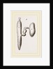 Simming-bladders of Dace and Conger-Eel by Anonymous