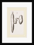 Simming-bladders of Dace and Conger-Eel by Anonymous