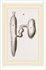 Simming-bladders of Dace and Conger-Eel by Anonymous