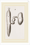 Simming-bladders of Dace and Conger-Eel by Anonymous
