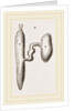 Simming-bladders of Dace and Conger-Eel by Anonymous