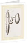 Simming-bladders of Dace and Conger-Eel by Anonymous