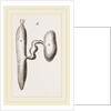 Simming-bladders of Dace and Conger-Eel by Anonymous