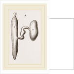 Simming-bladders of Dace and Conger-Eel by Anonymous