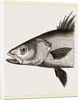 Head of Basse by Anonymous